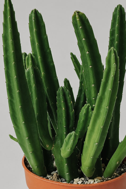 Stapelia Leendertziae