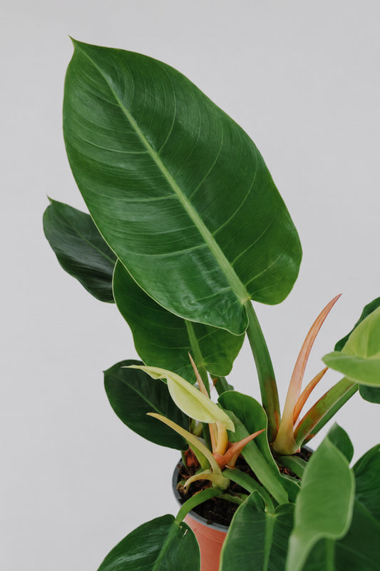 Philodendron Imperial Green