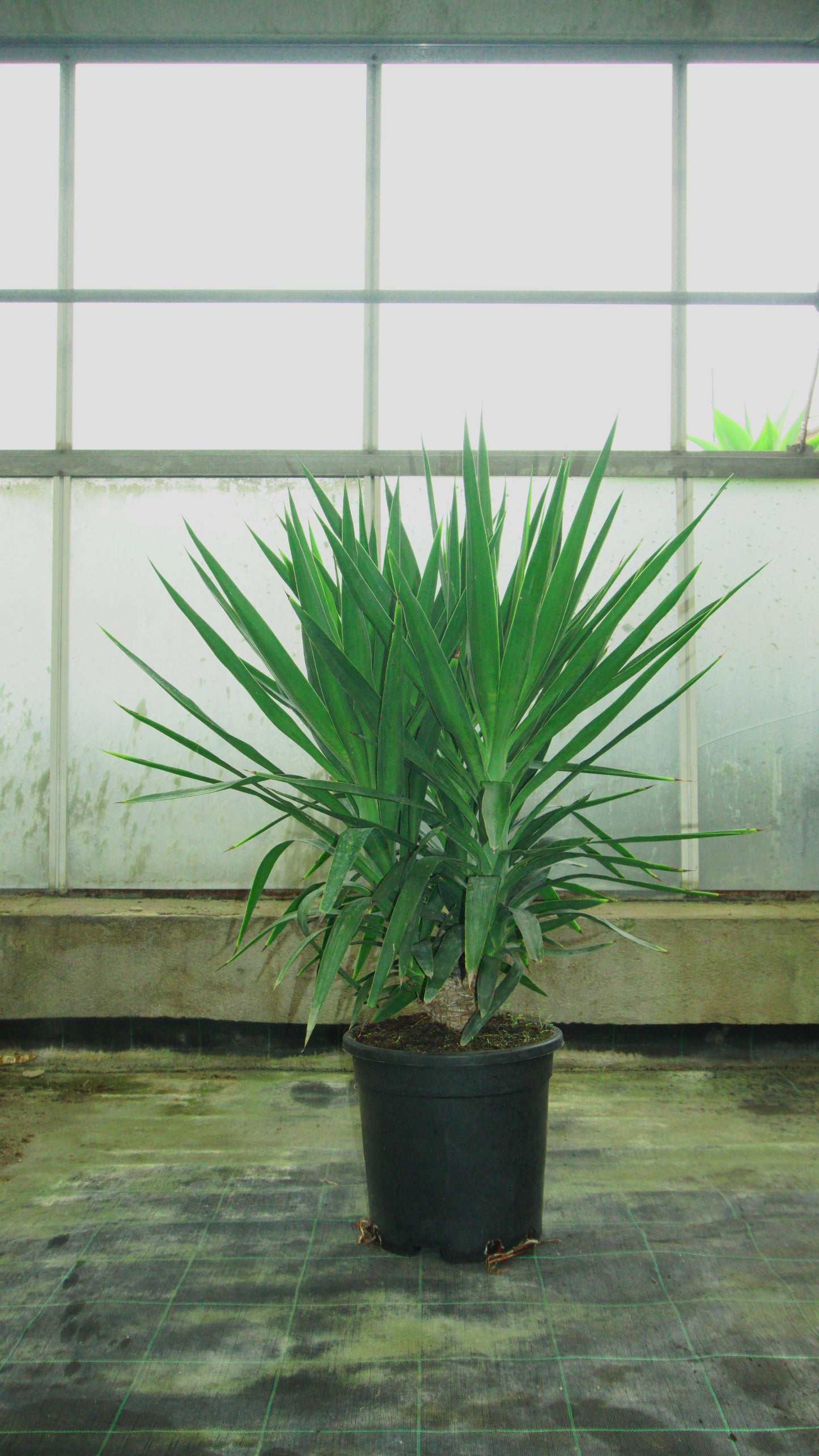 Yucca Elephantipes