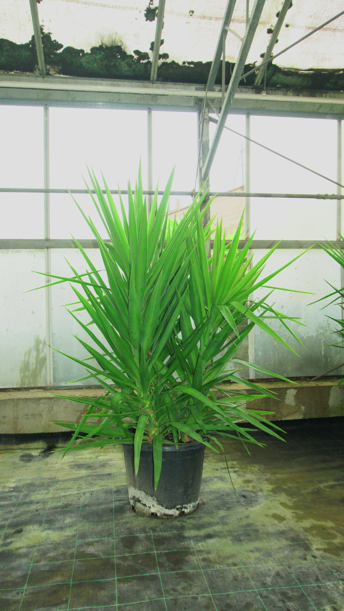 Yucca Elephantipes Big