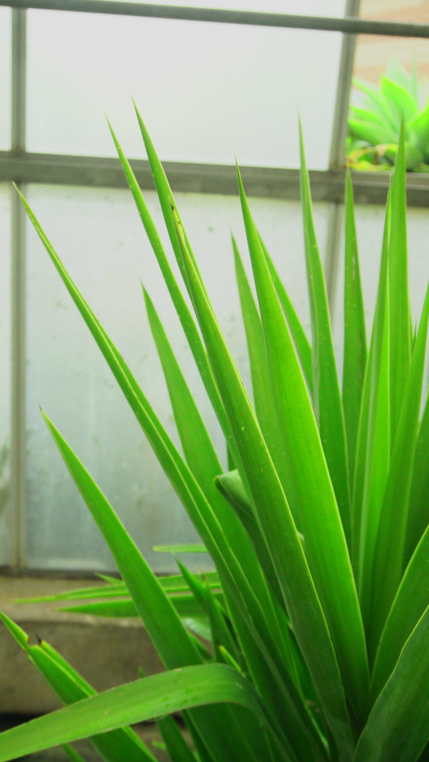 Yucca Elephantipes Big