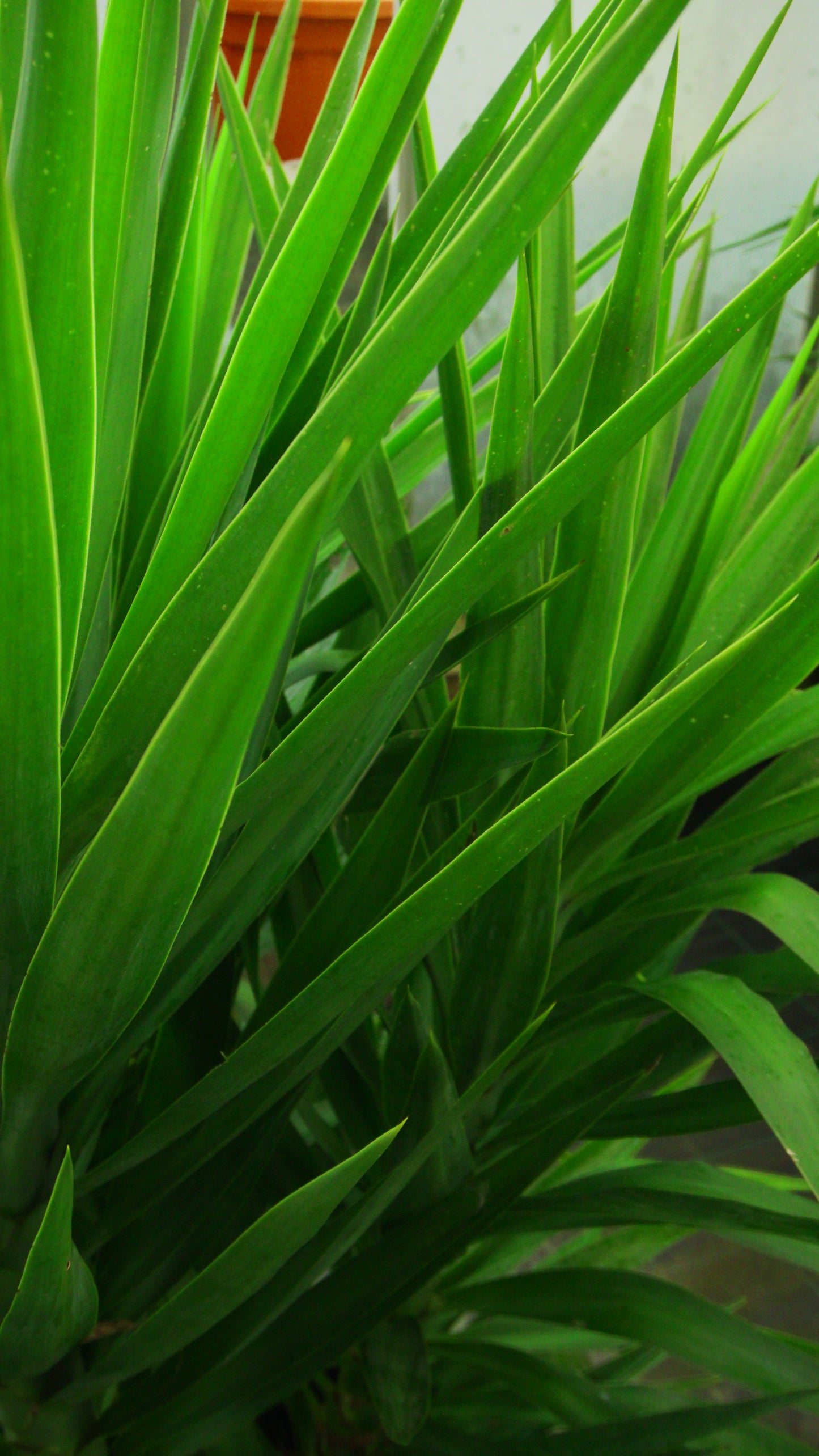 Yucca Elephantipes Big
