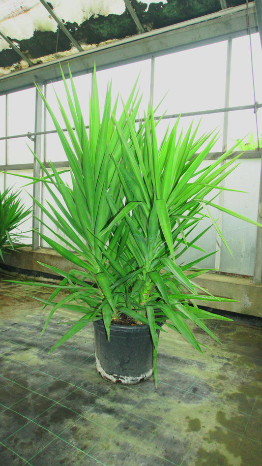 Yucca Elephantipes Big