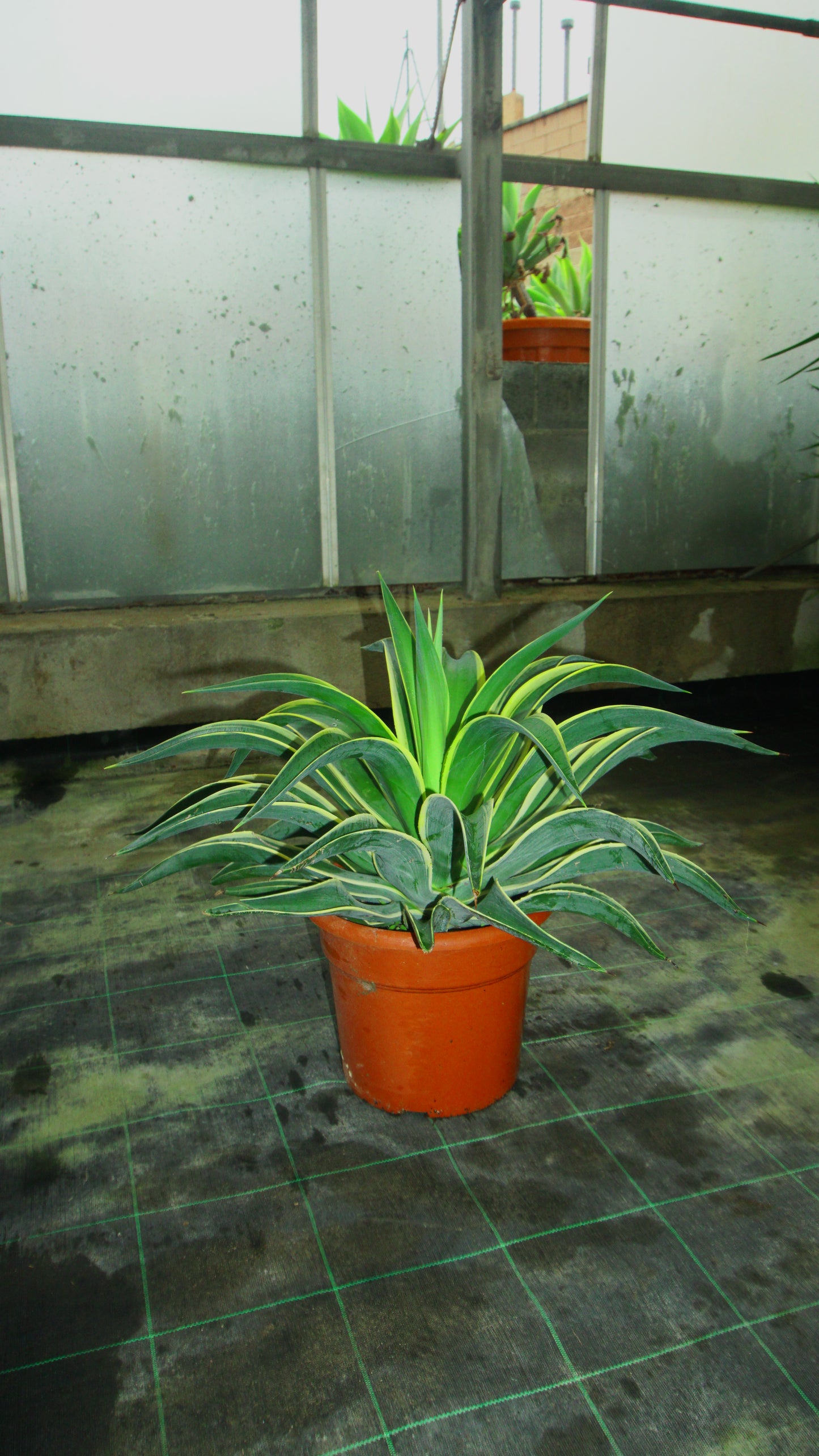 Agave variegata