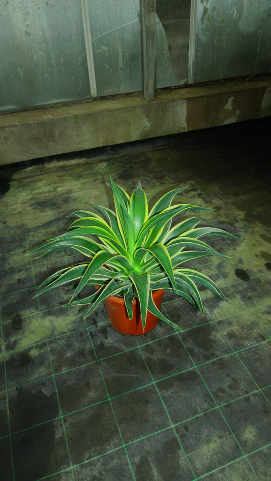 Agave variegata