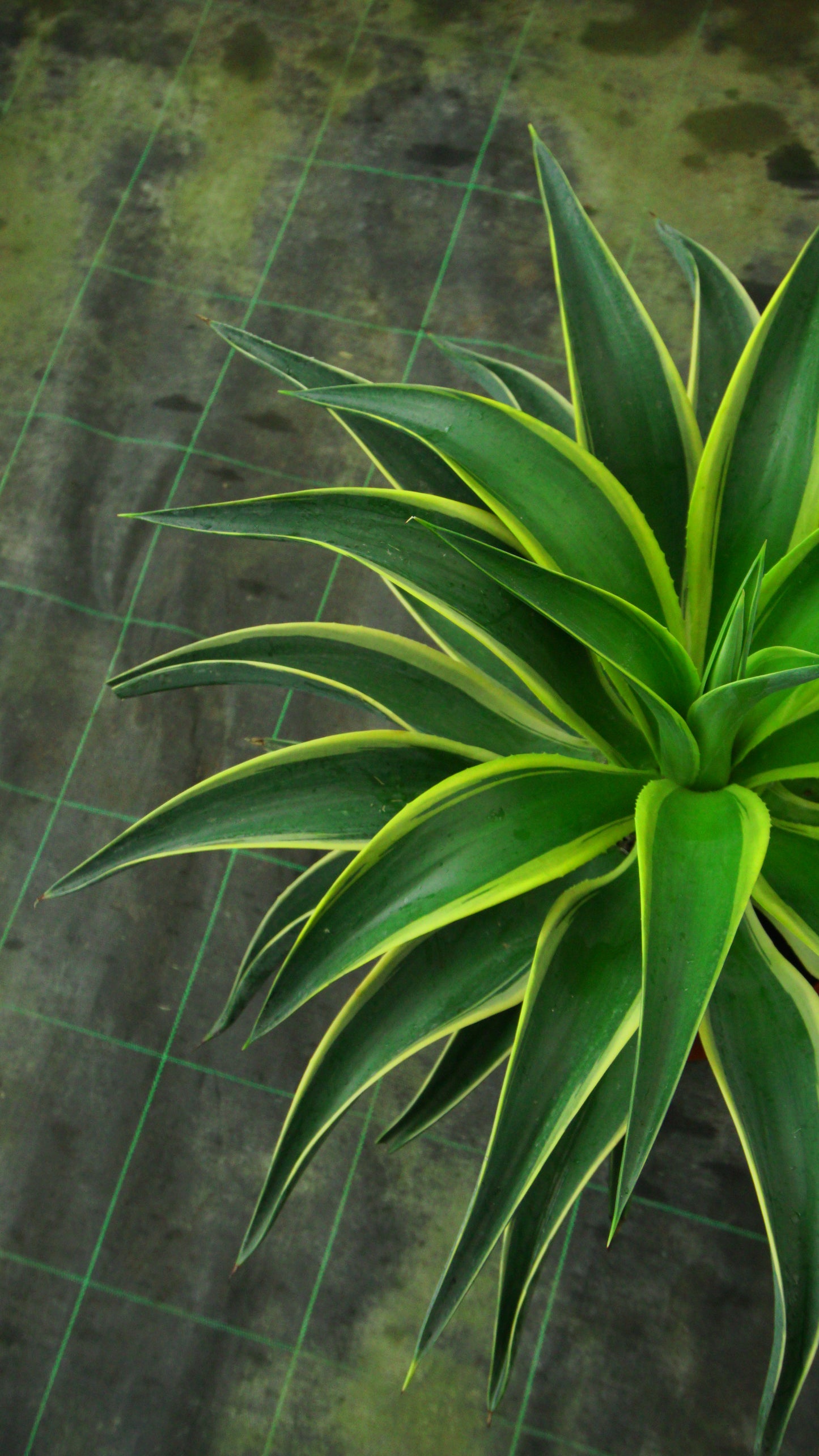 Agave variegata