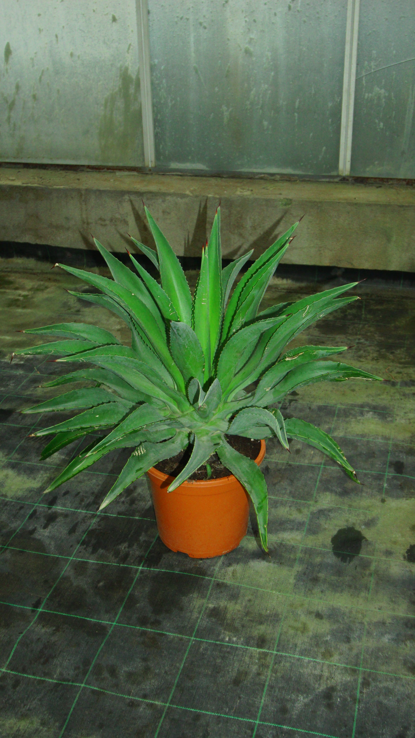 Agave