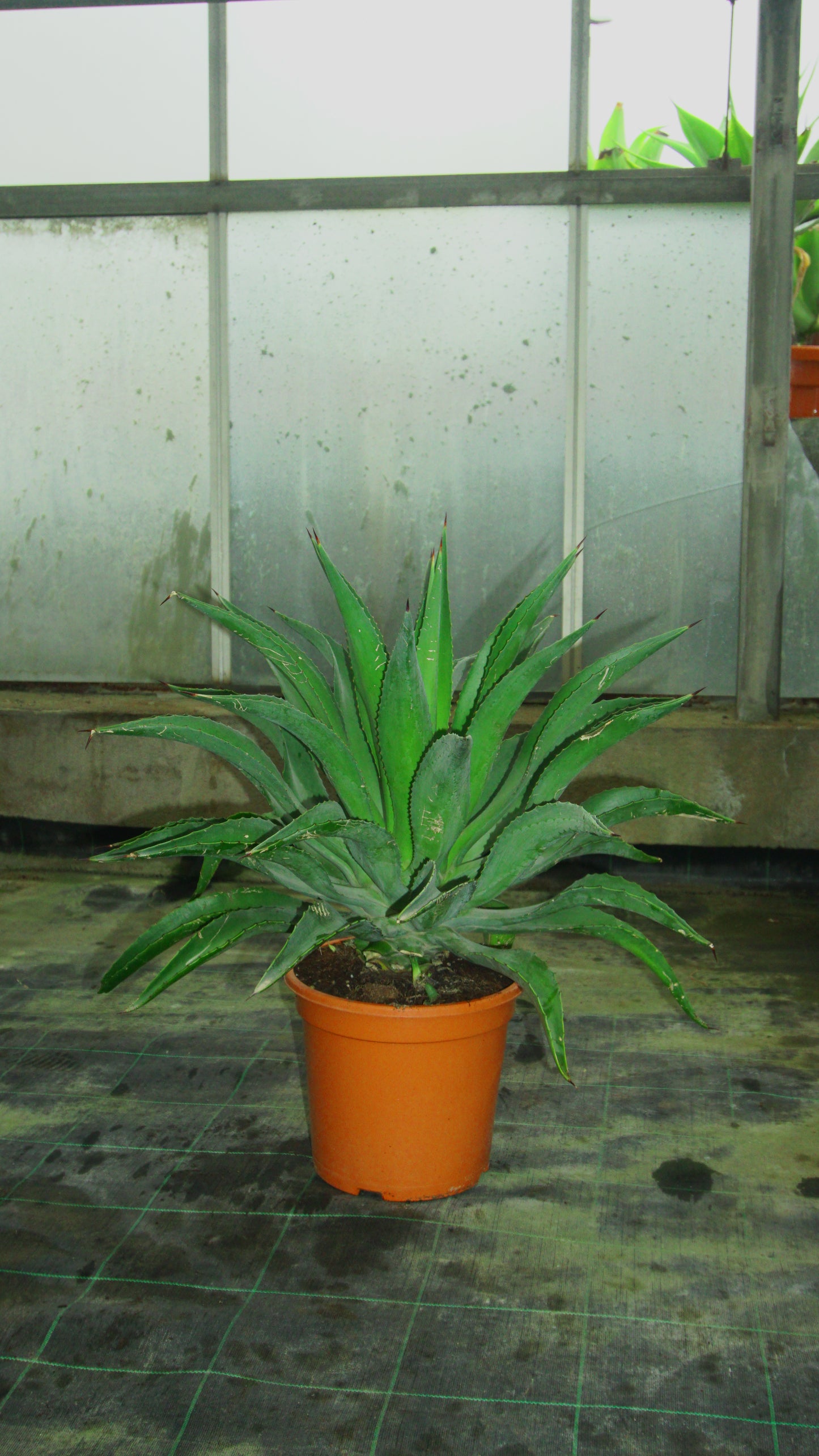 Agave