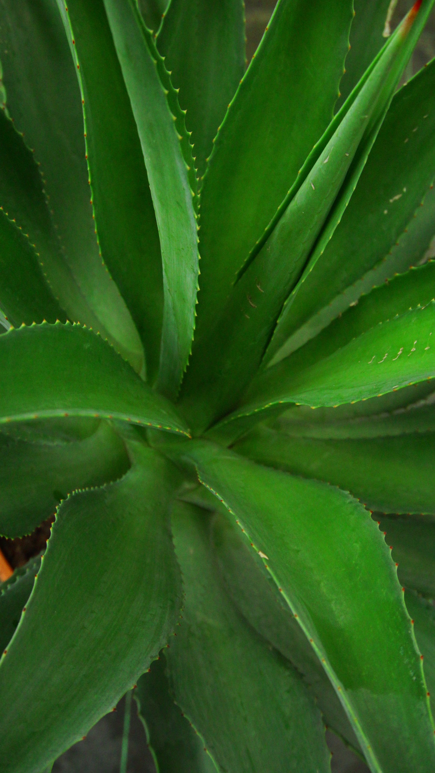 Agave