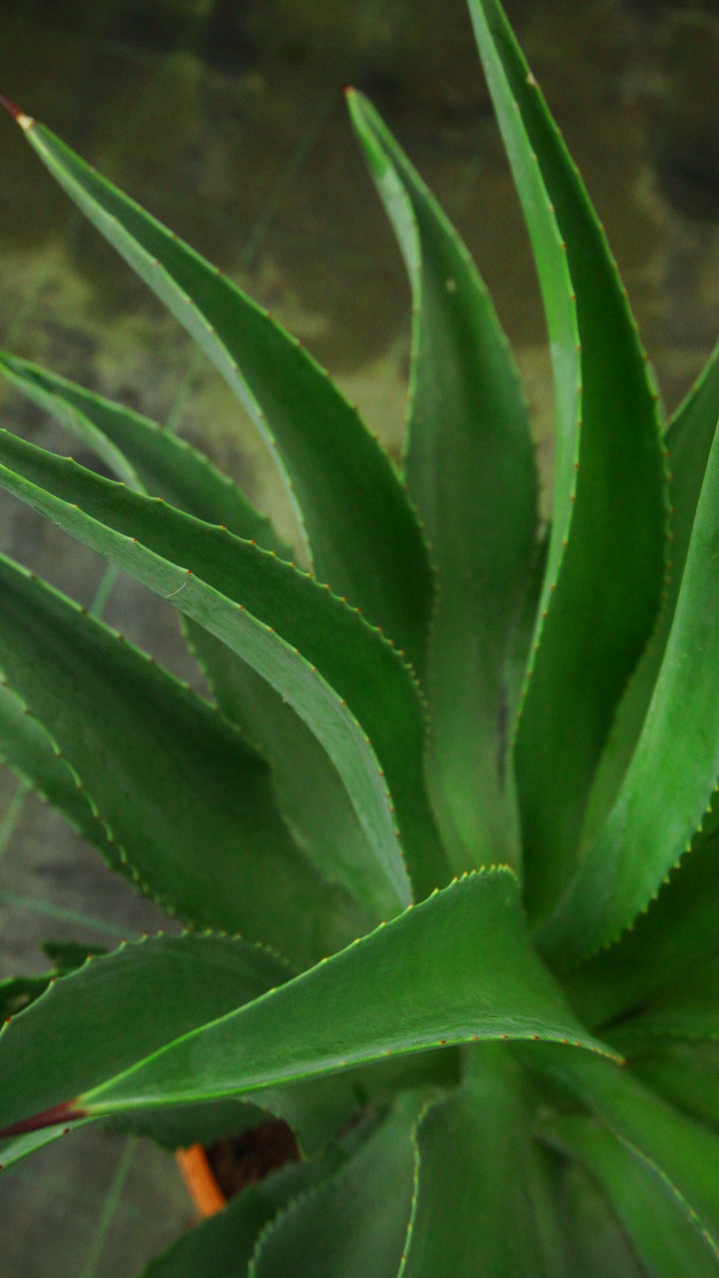 Agave