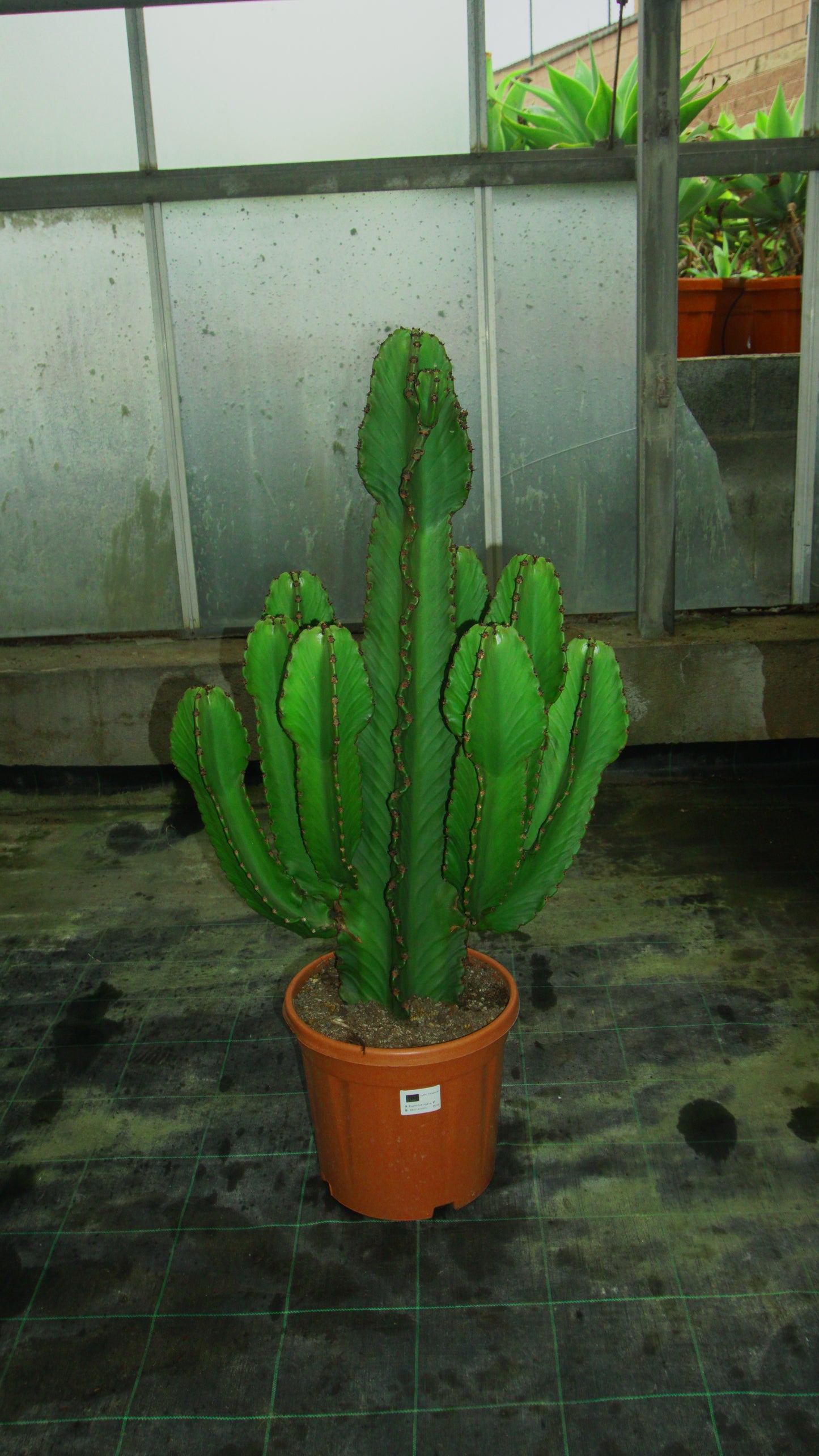 Euphorbia Candelabrum