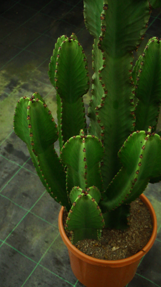 Euphorbia Candelabrum