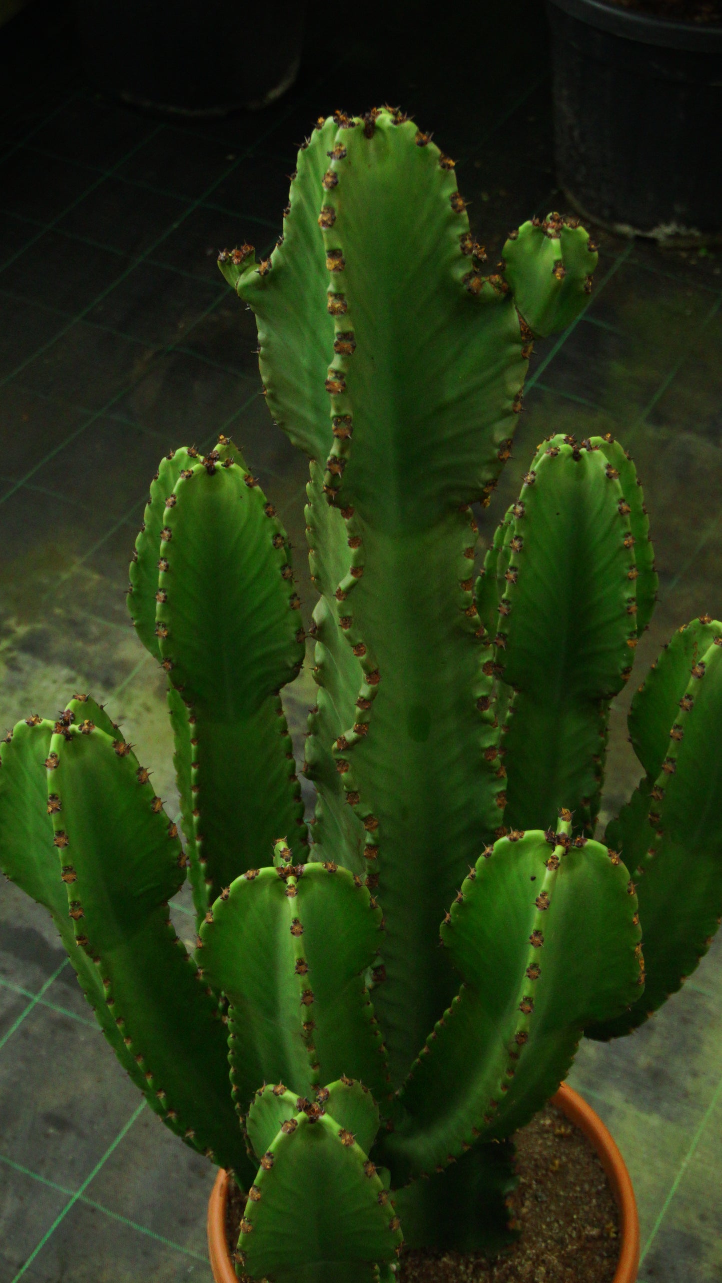 Euphorbia Candelabrum