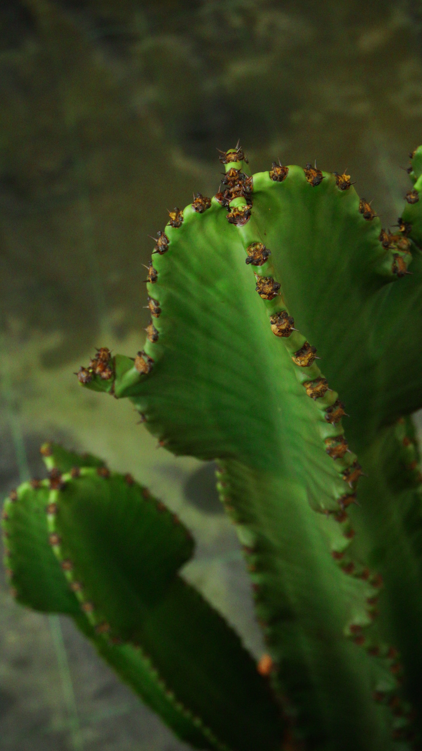 Euphorbia Candelabrum
