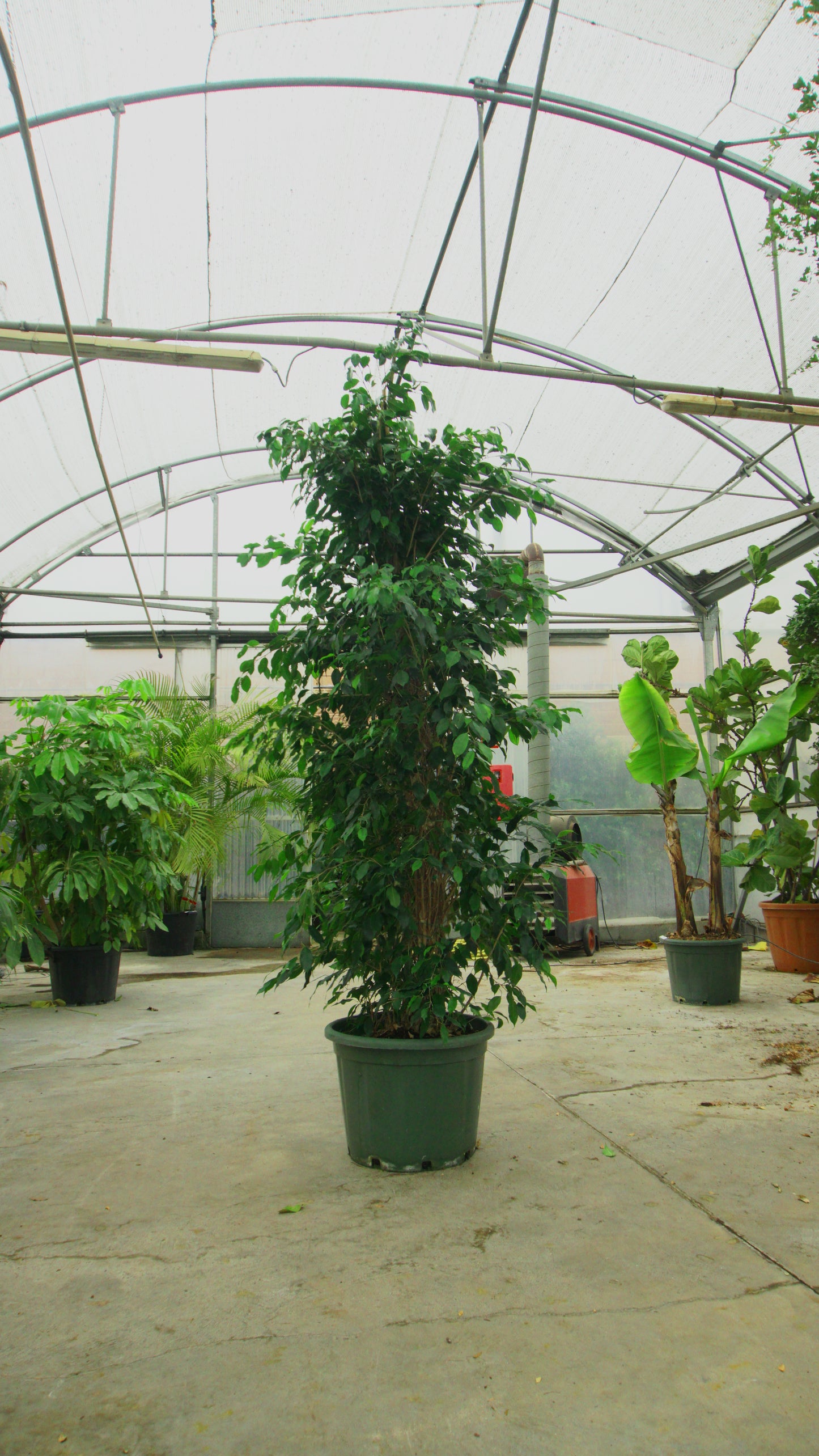 Ficus Benjamina Big