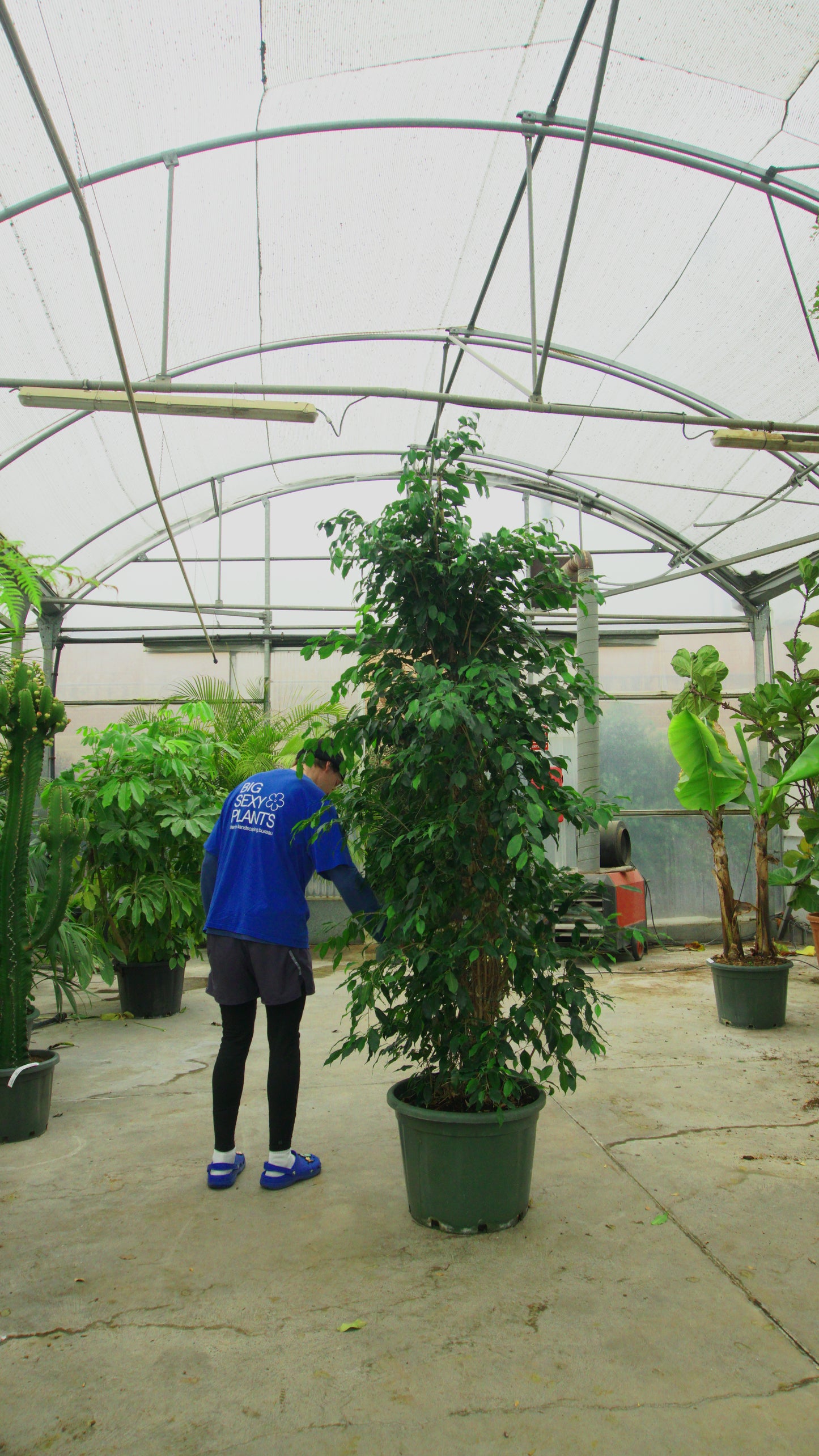 Ficus Benjamina Big