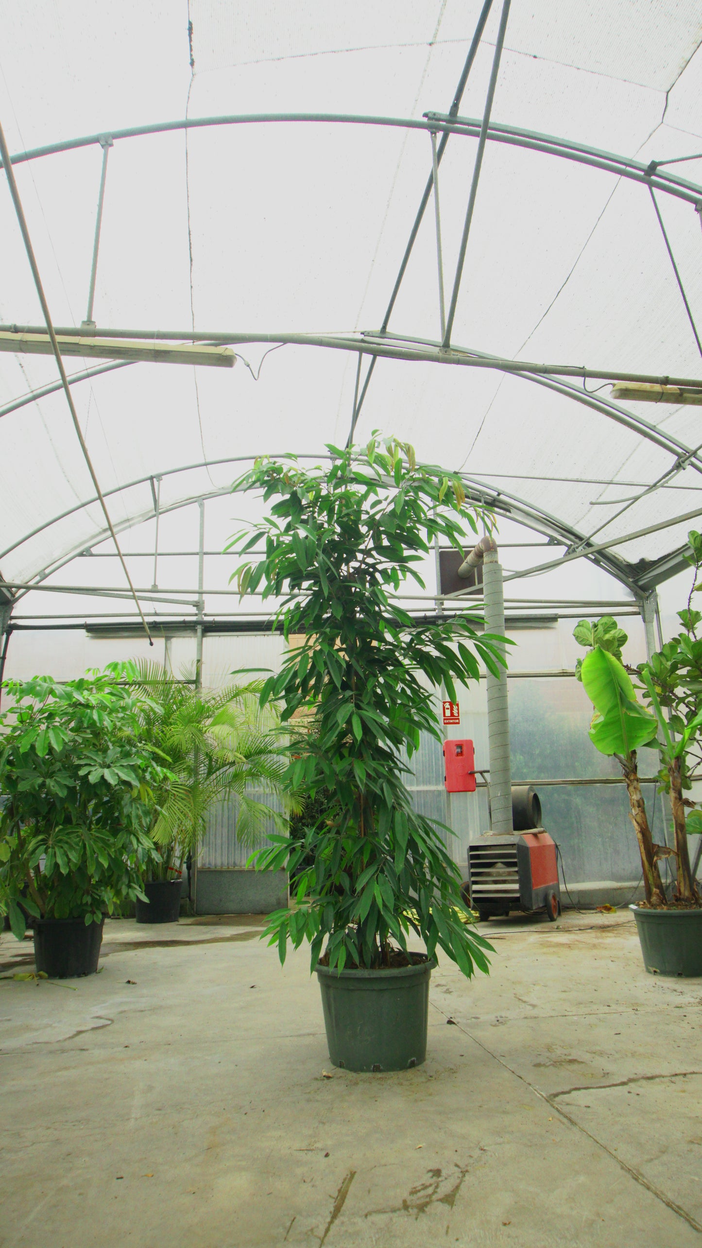 Ficus Amstel King Big