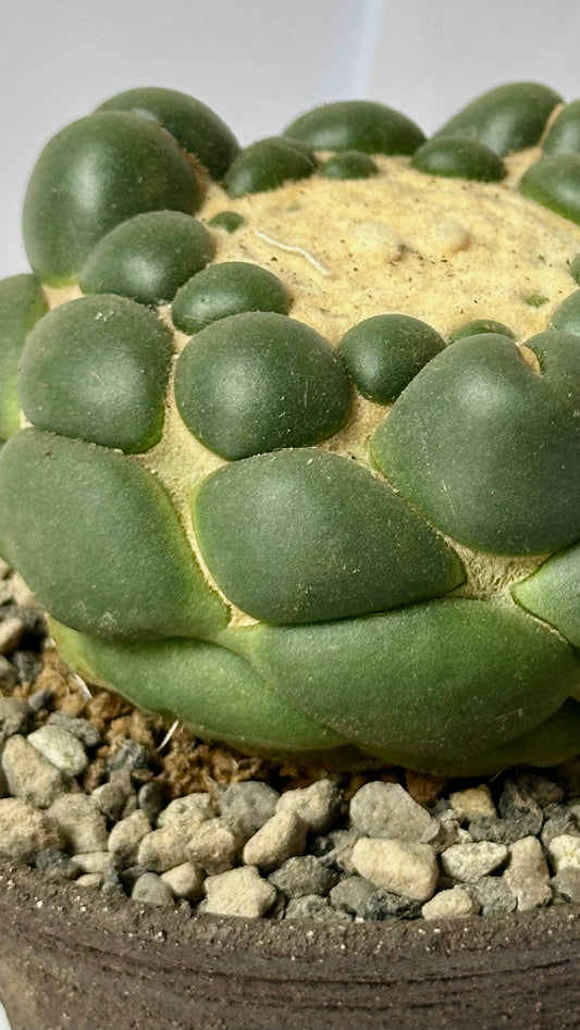 Rare Cactus