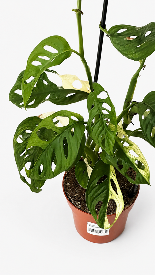 Monstera Monkey Variegata