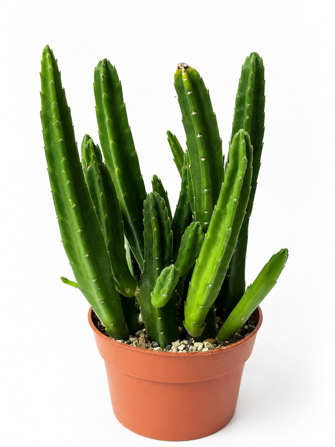 Stapelia Leendertziae