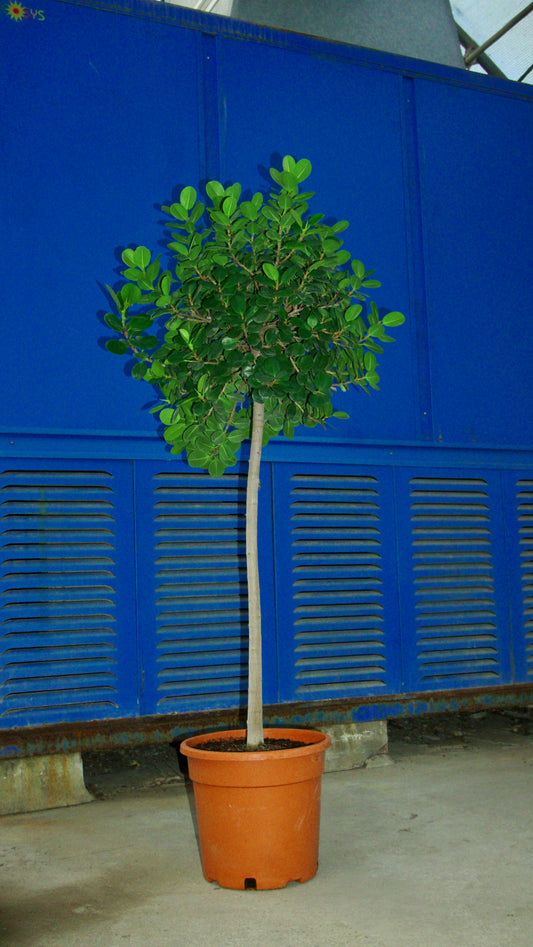 Ficus Microcarpa
