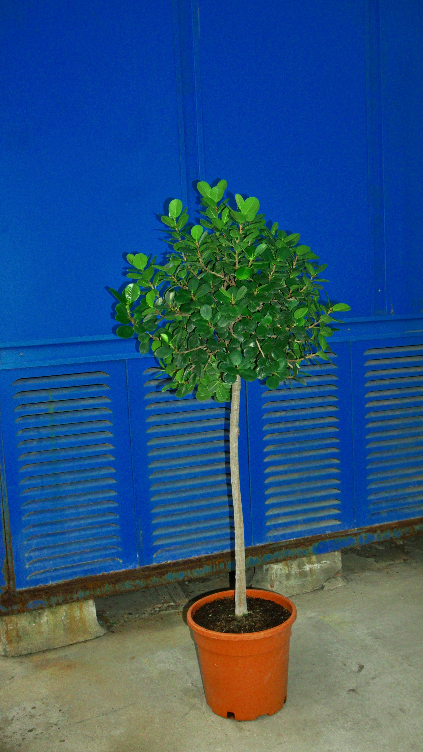 Ficus Microcarpa
