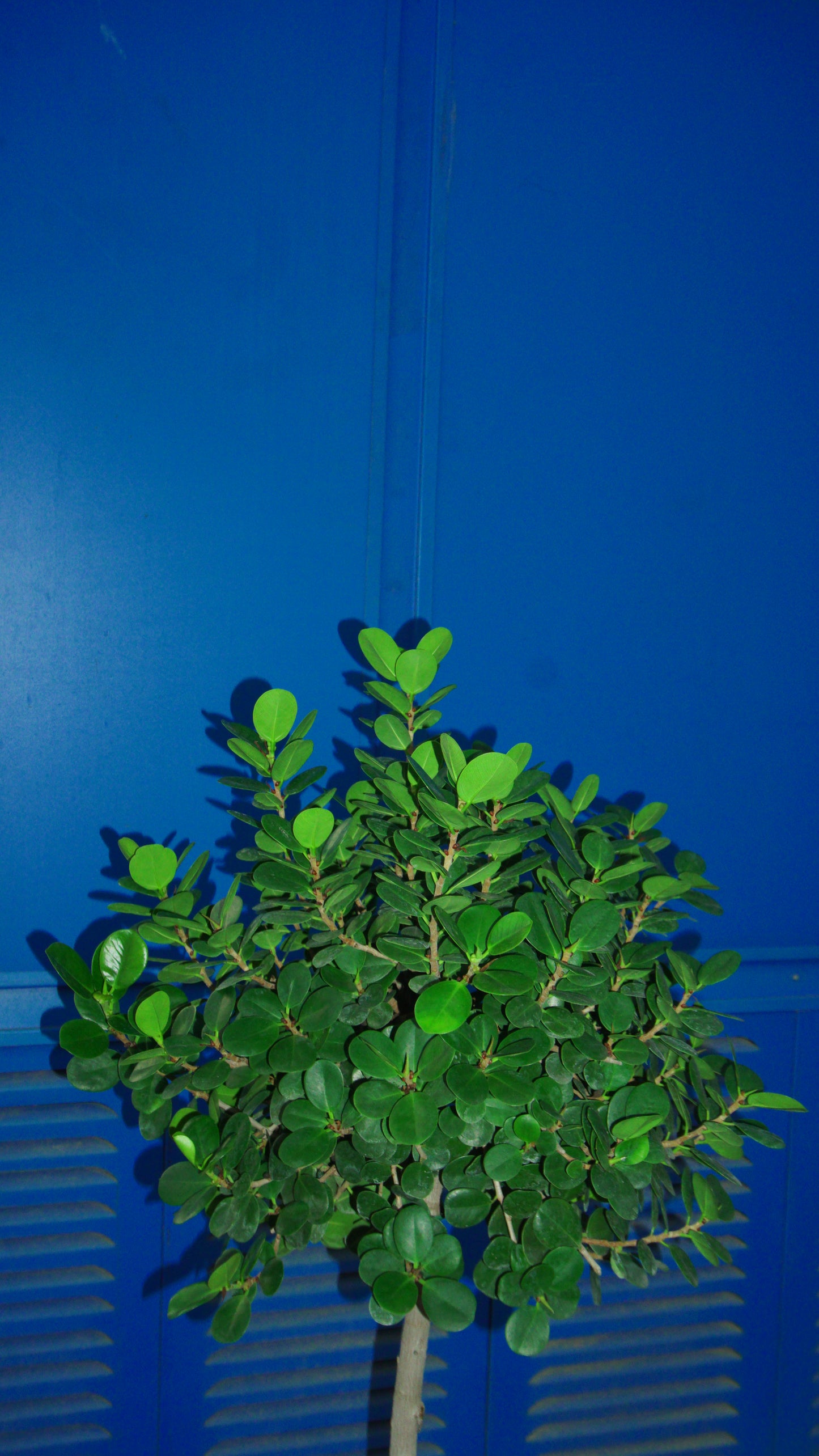 Ficus Microcarpa