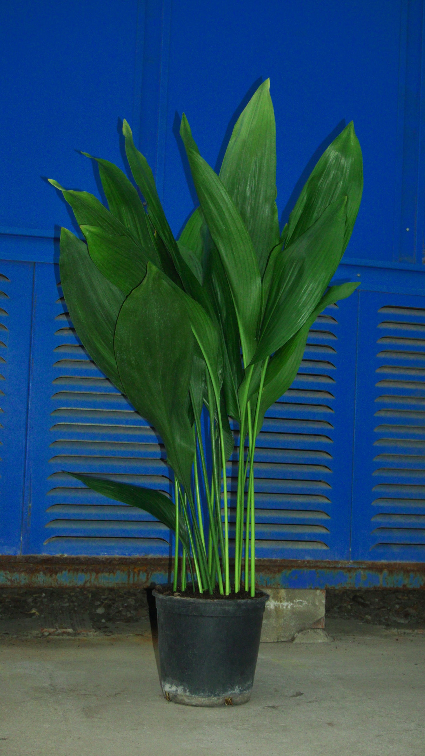 Aspidistra
