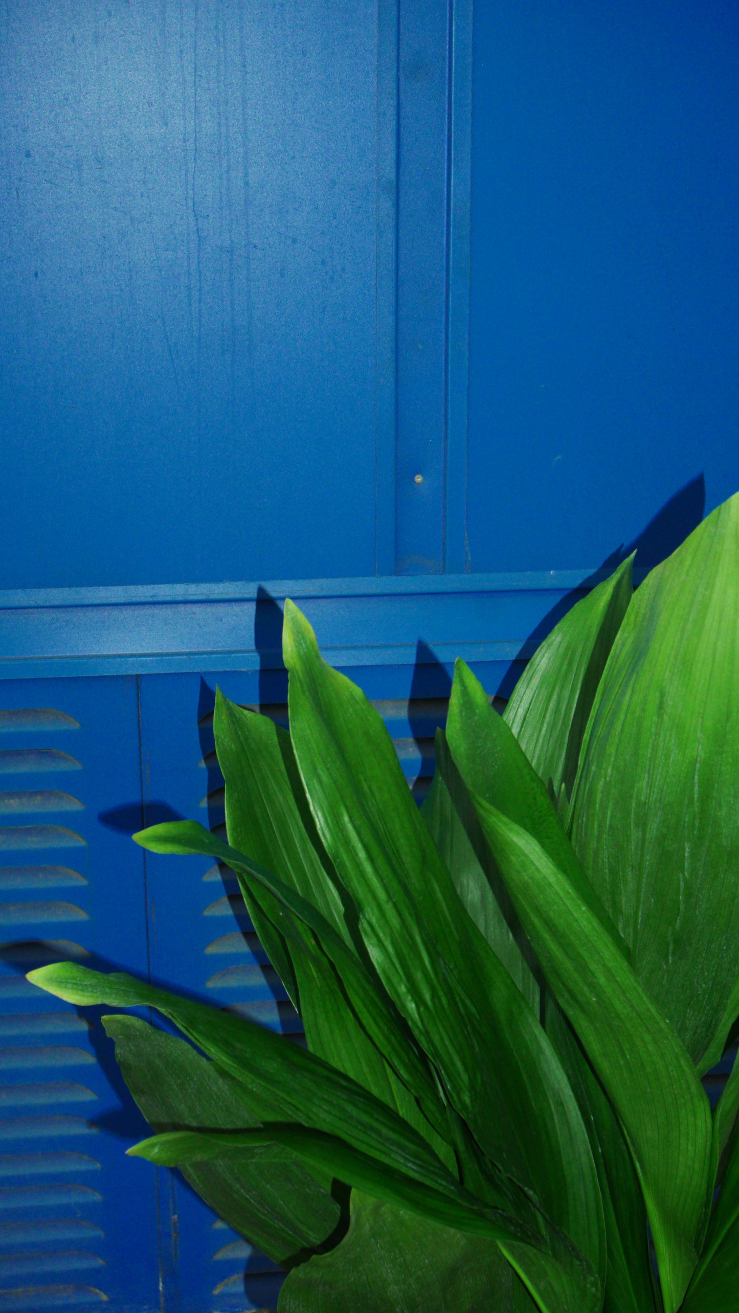 Aspidistra