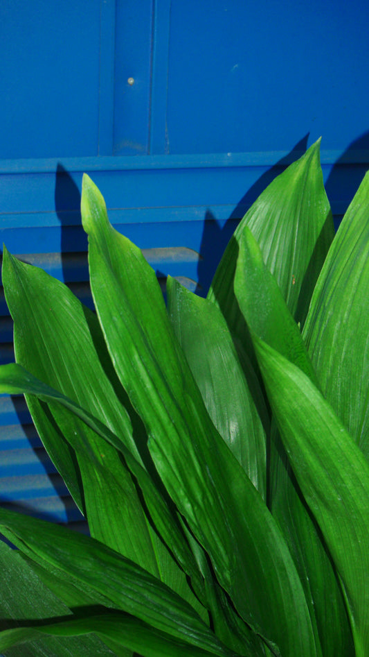 Aspidistra