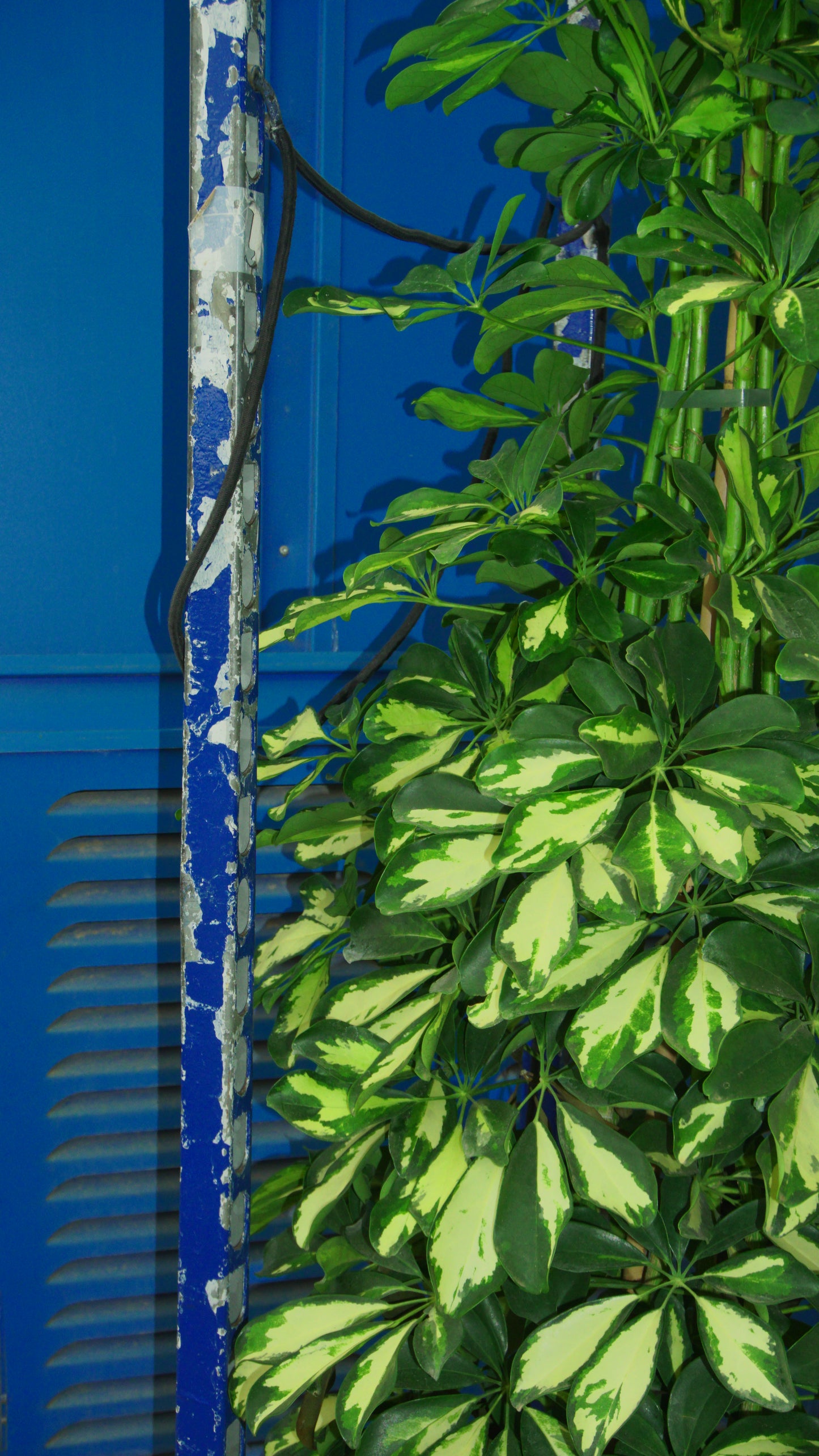 Schefflera