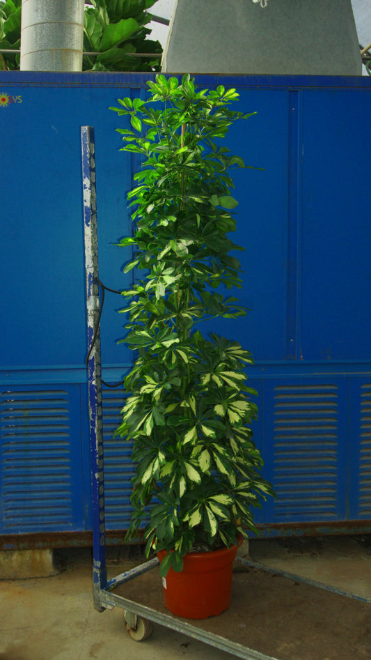 Schefflera