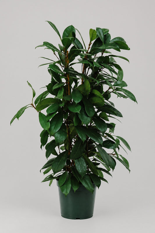 Ficus Cyathistipula