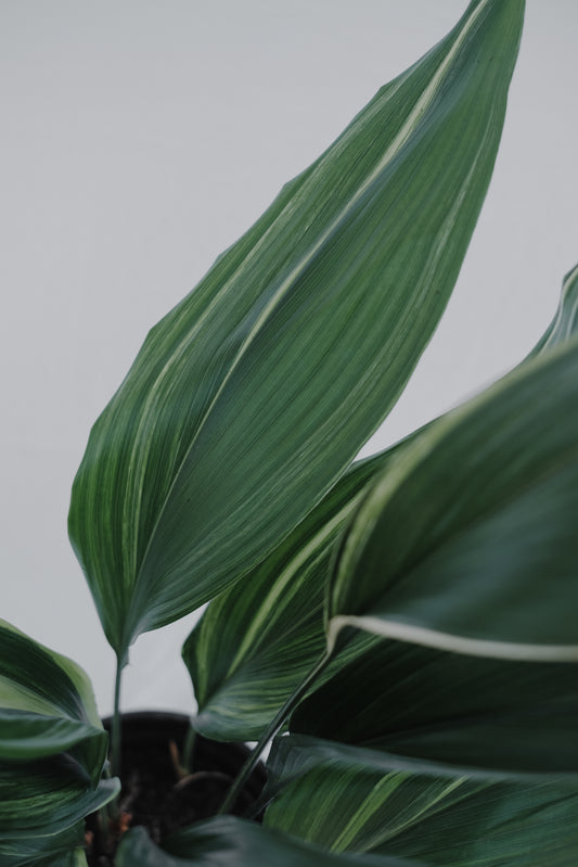 Aspidistra