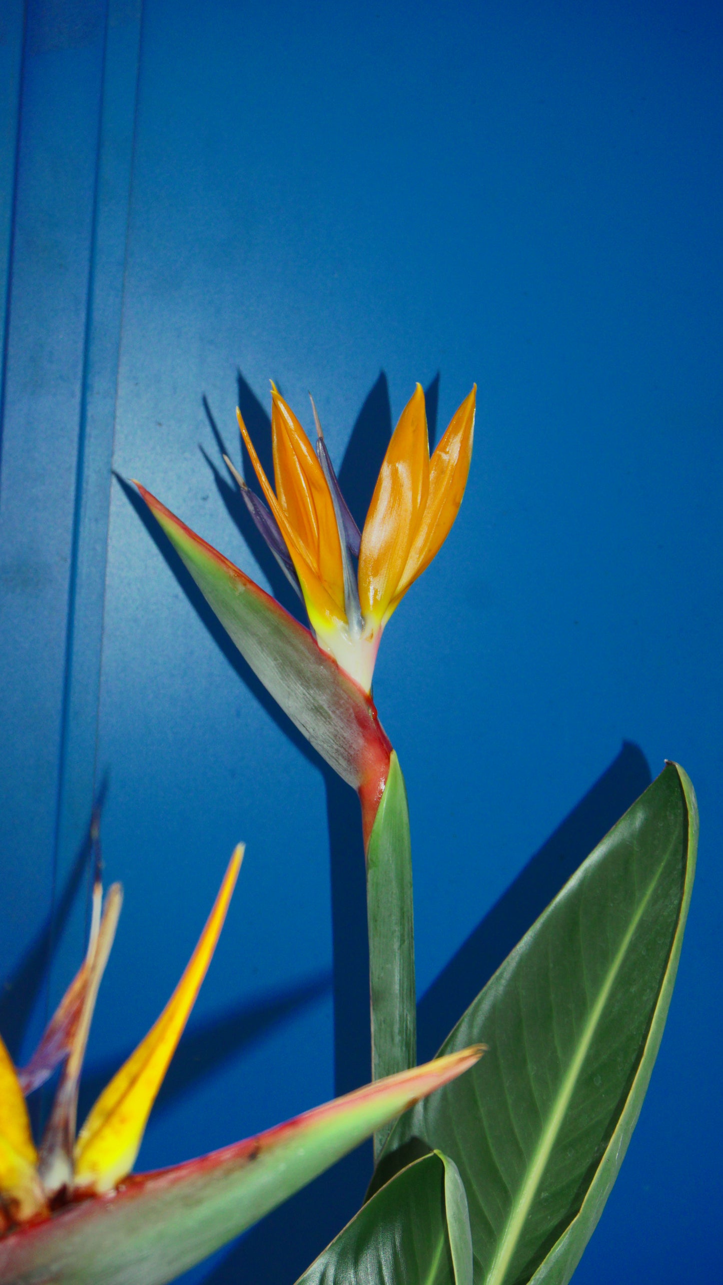 Strelitzia Regina