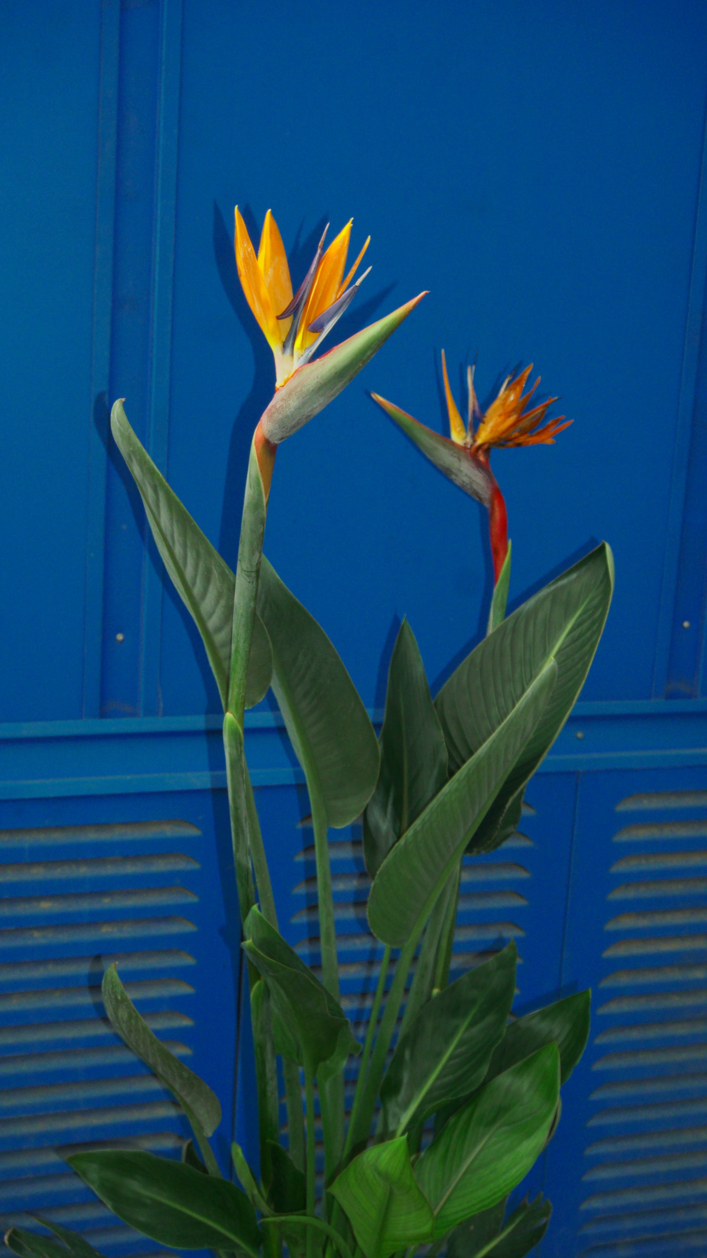 Strelitzia Regina