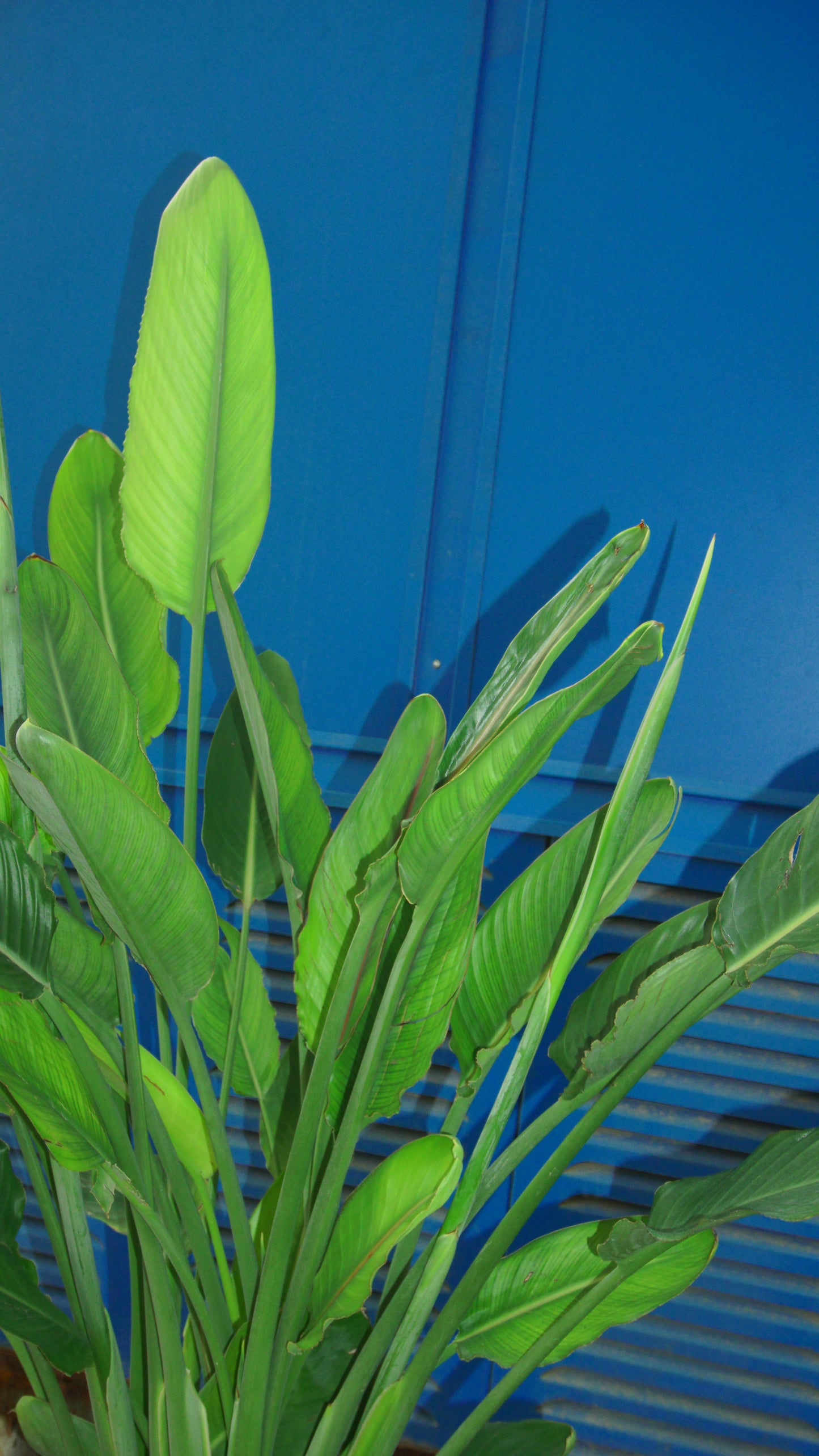 Strelitzia Regina
