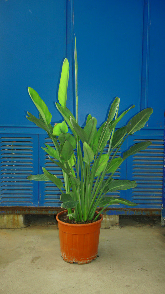 Strelitzia Regina