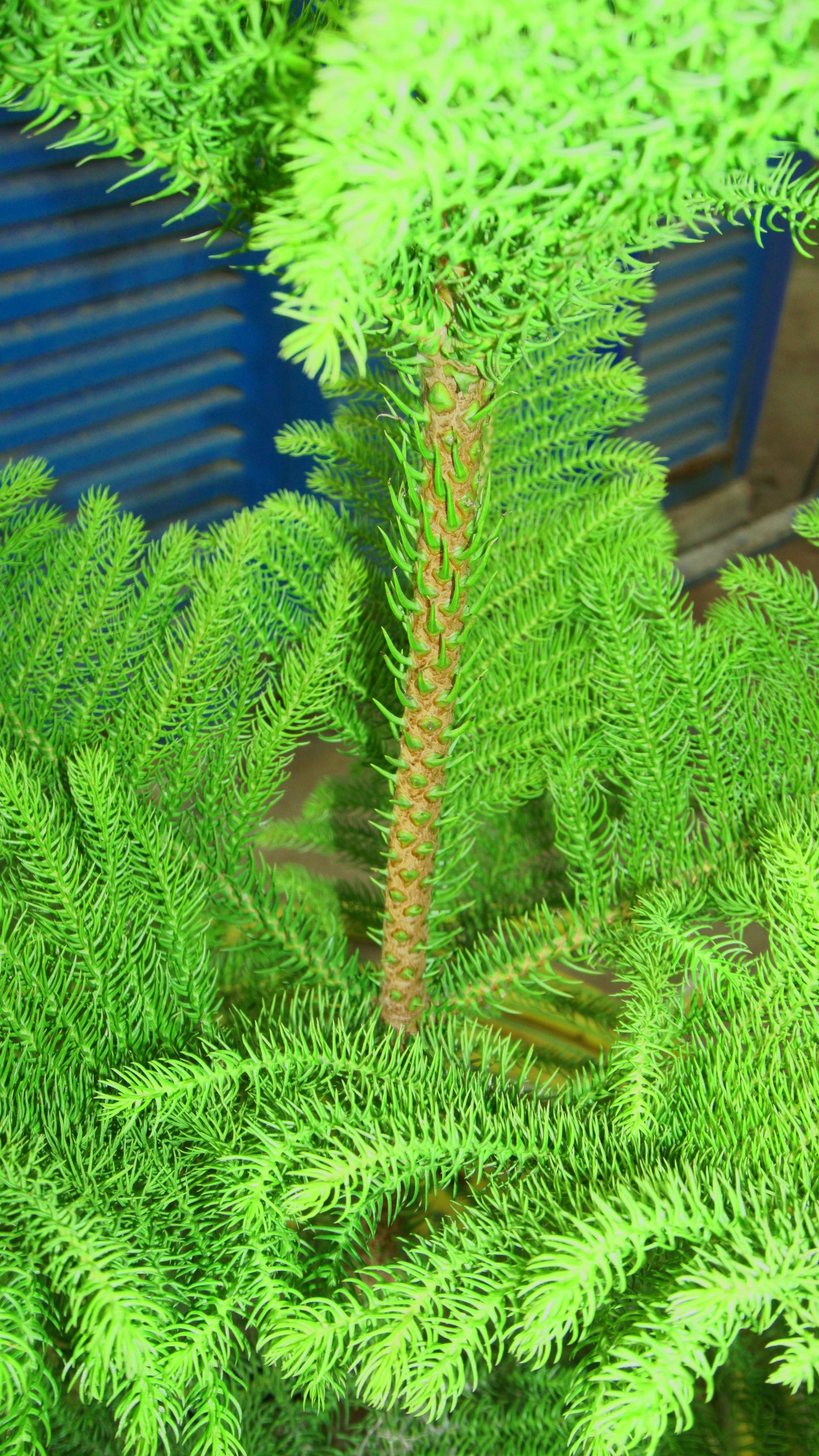 Araucaria
