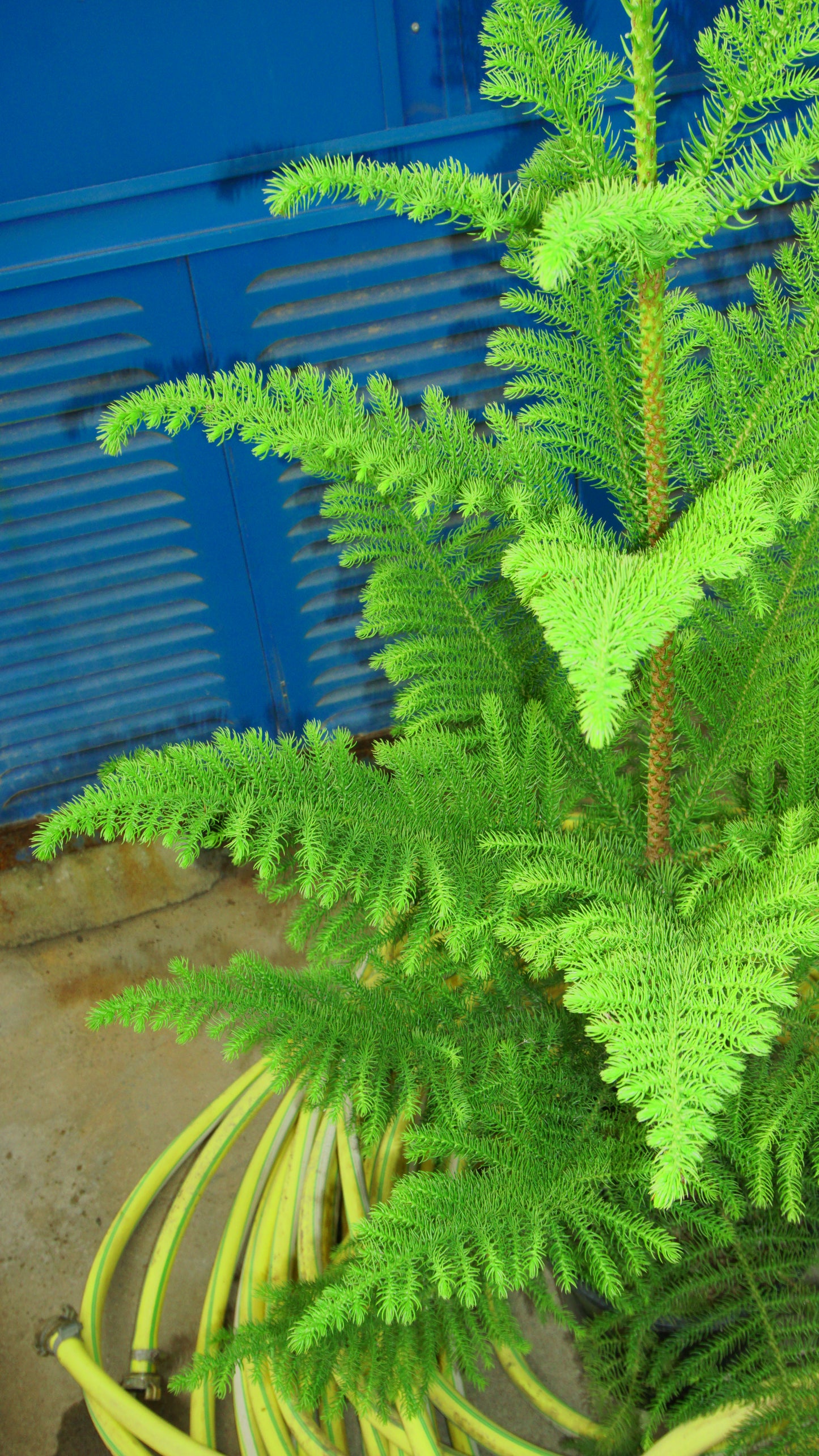 Araucaria