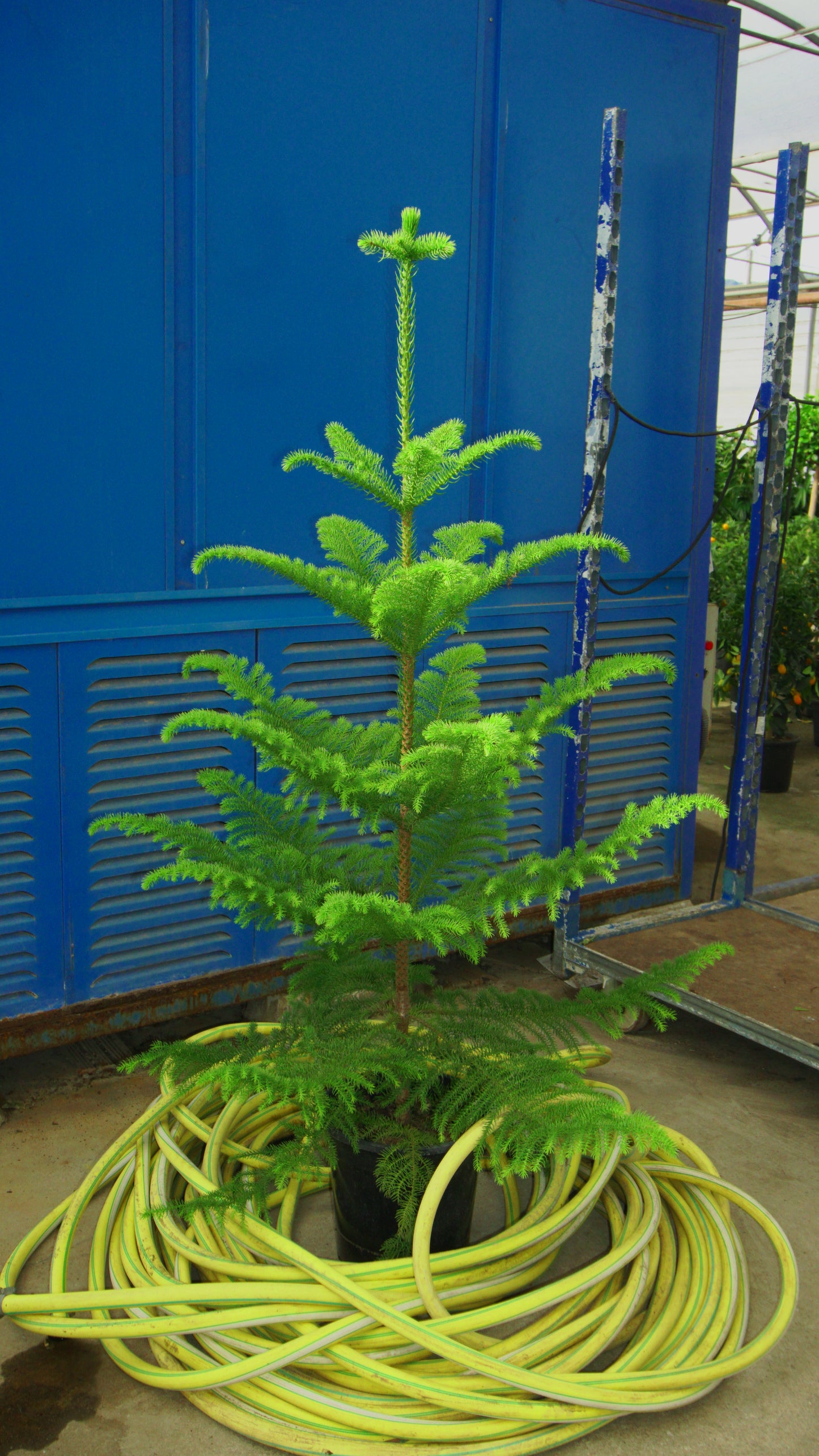 Araucaria