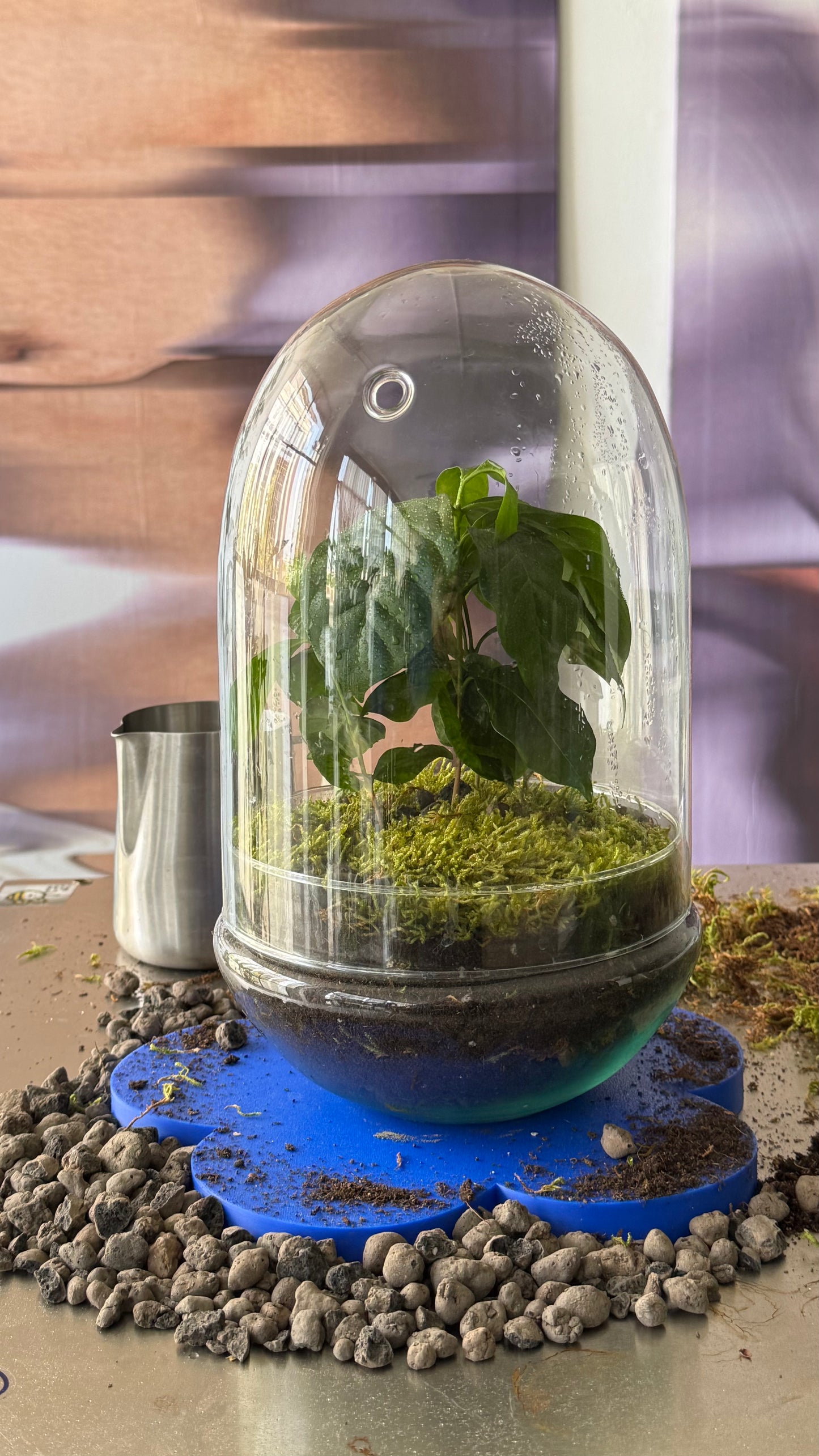 ecosystem coffee plant