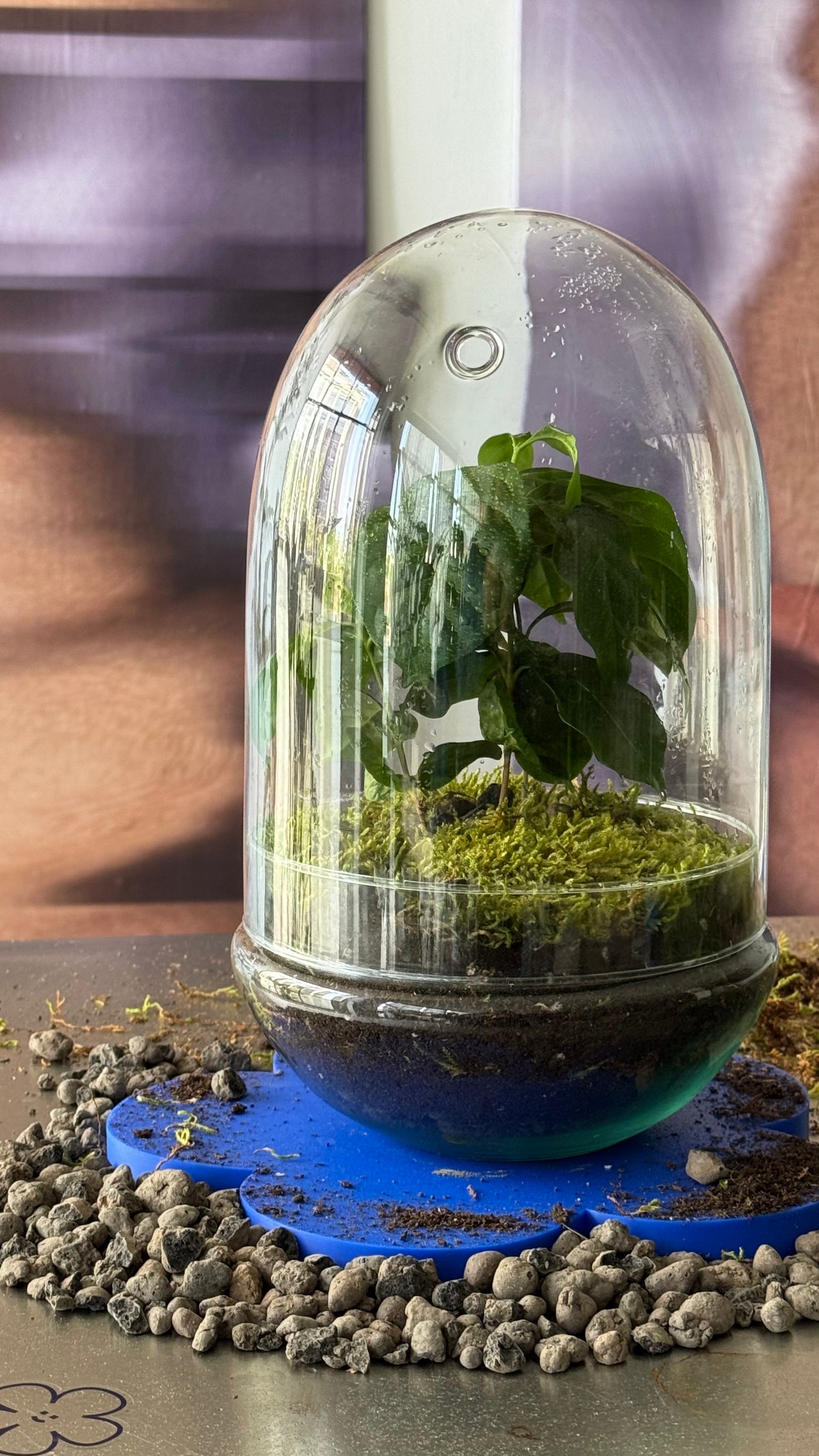 ecosystem coffee plant