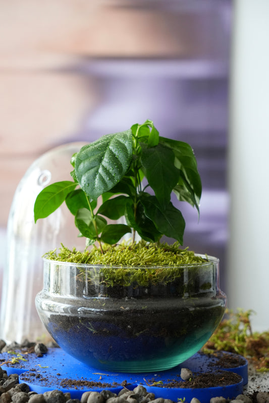 ecosystem coffee plant