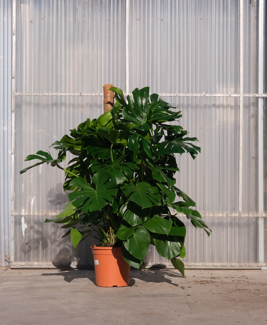 Monstera Deliciosa