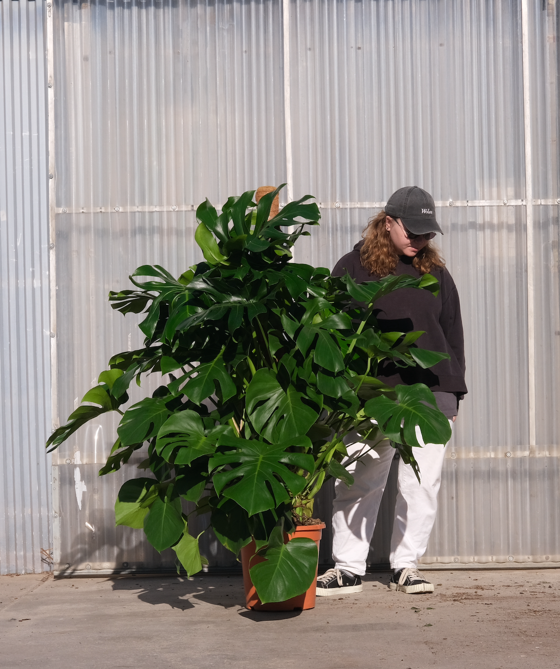 Monstera Deliciosa