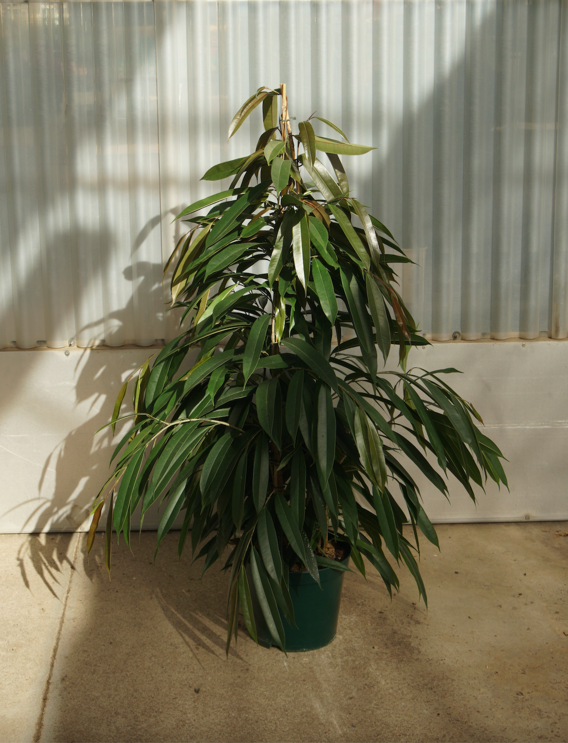 Ficus Amstel King