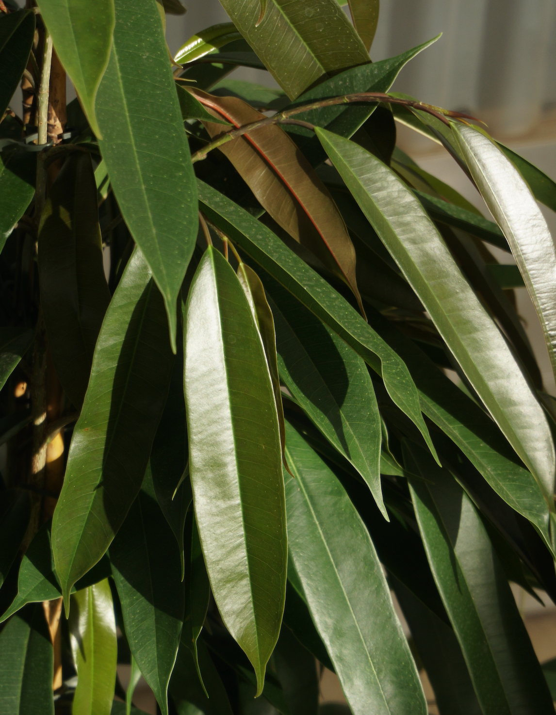 Ficus Amstel King
