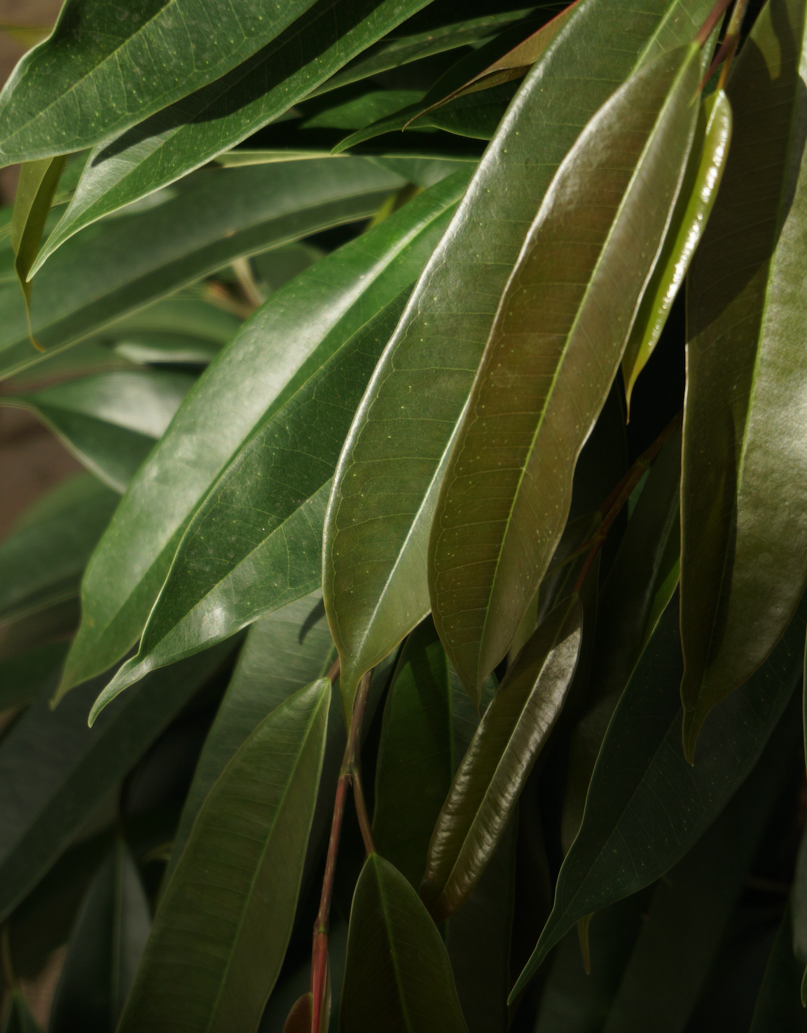 Ficus Amstel King