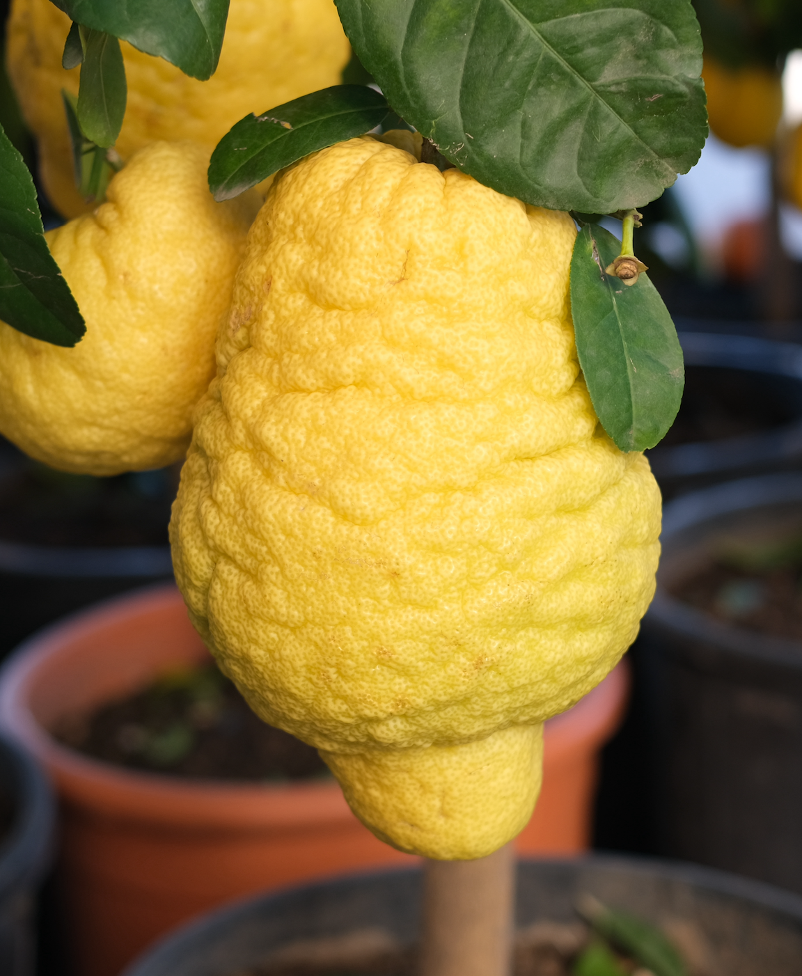 Lemon Tree